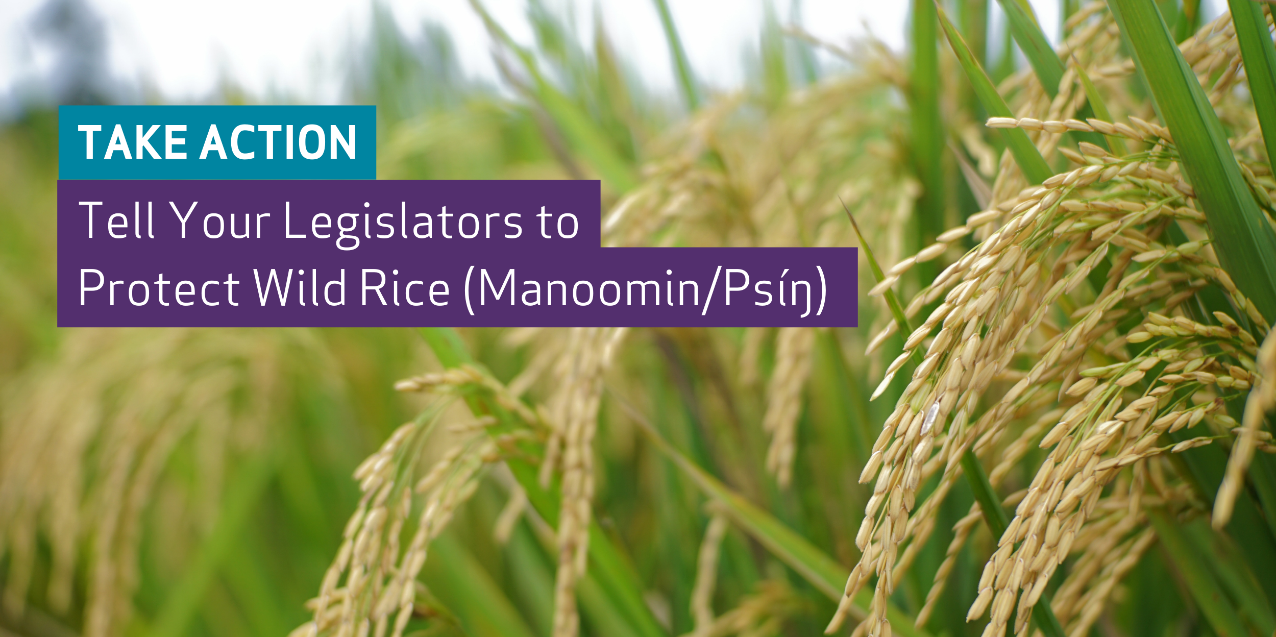 Wild rice plants with text: Take Action - Tell your legislators to protect wild rice (manoomin/psin)