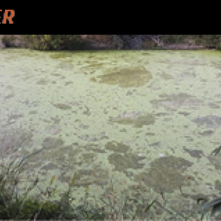 Onion Creek, photo from City of Austin Watershed Protection