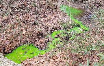 A dye test is used to track the water coming off a septic system. Important information can be determined by a dye test - like how quickly wastewater is flowing through a system or which system is flowing here.