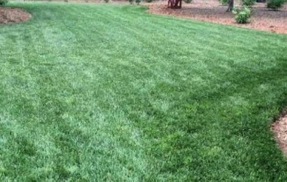 Natural Lawn