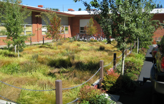 Green infrastructure in DC schoolyard