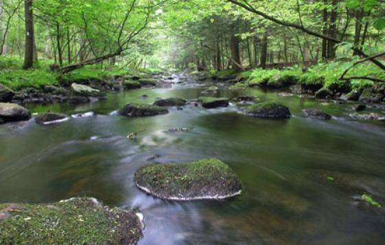 Big Flatbrook - Stokes State Park. Credit - Shutterstock