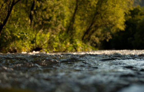 Stream, image from the surface of the water. Photo credit: Olesya Mishkina / Shutterstock