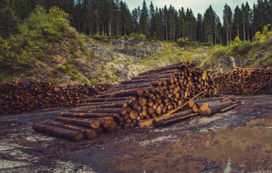 ReThink Disposable_Trees_Blog_Adobe Spark Image