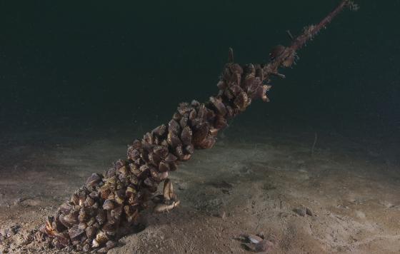 Zebra mussels
